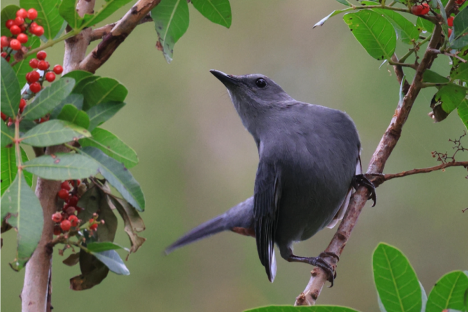 Gray Catbird – Audubon